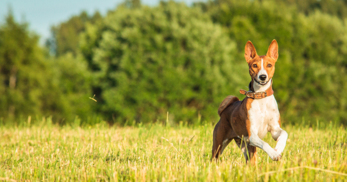 basenji pes